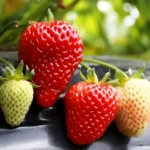 Plantar Morango Em Casa