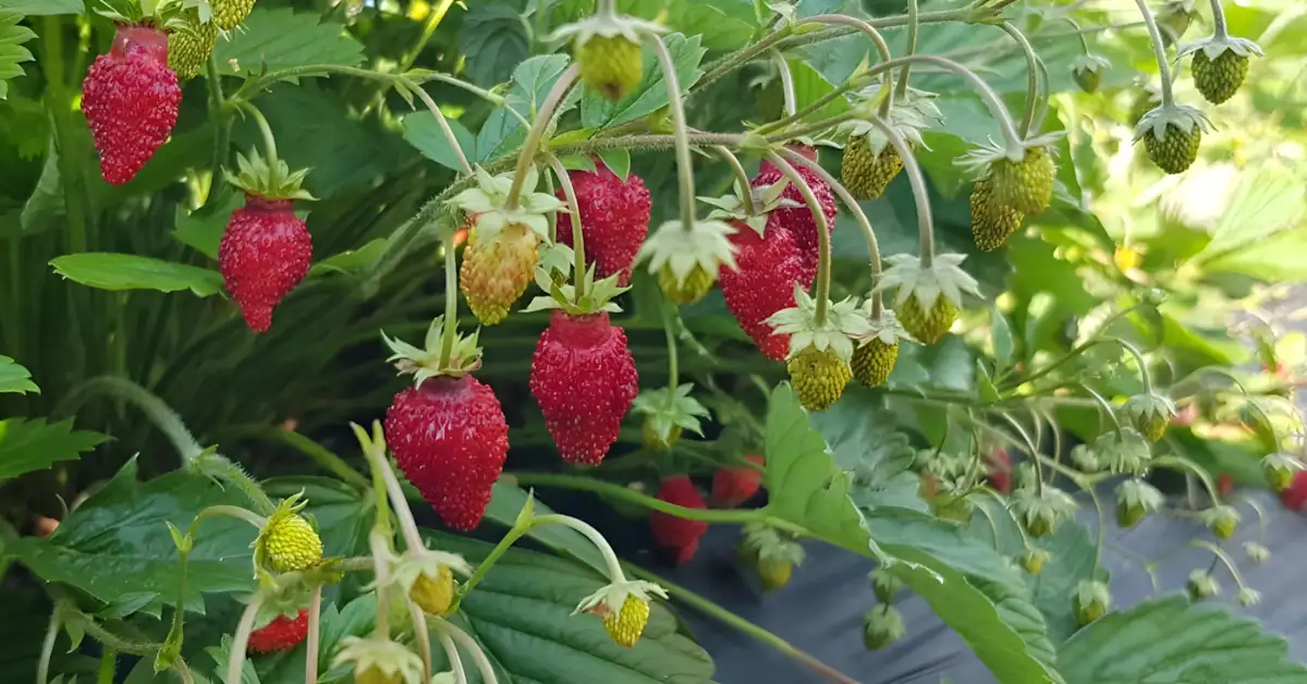 Como Plantar Morango em Casa Guia Fácil Para Iniciantes