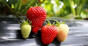 Como Plantar Morango em Casa Guia Fácil Para Iniciantes