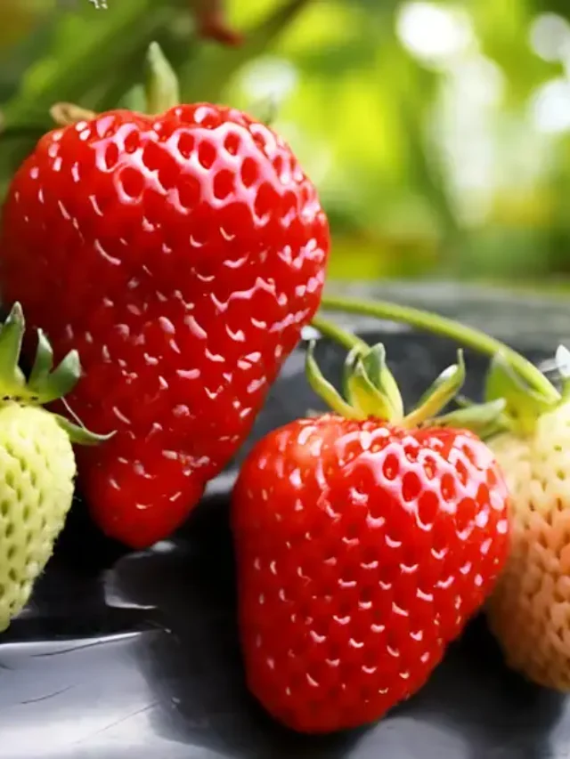 Como Plantar Morango em Casa Guia F&aacute;cil Para Iniciantes