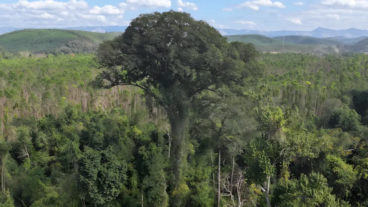 Jequitibá-rosa 5 Árvores Gigantes do Brasil que Parecem Monumentos Vivos