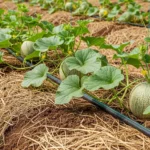 Canteiro De Melao Com Gotejamento