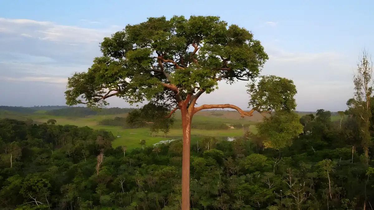 castanheira-do-pará 5 Árvores Gigantes do Brasil que Parecem Monumentos Vivos