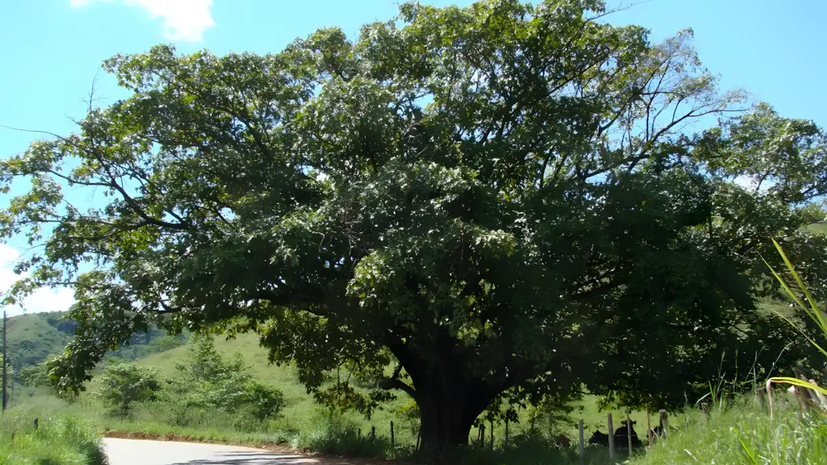 gameleira 5 Árvores Gigantes do Brasil que Parecem Monumentos Vivos