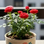 Mini Rosa Em Vaso No Sol