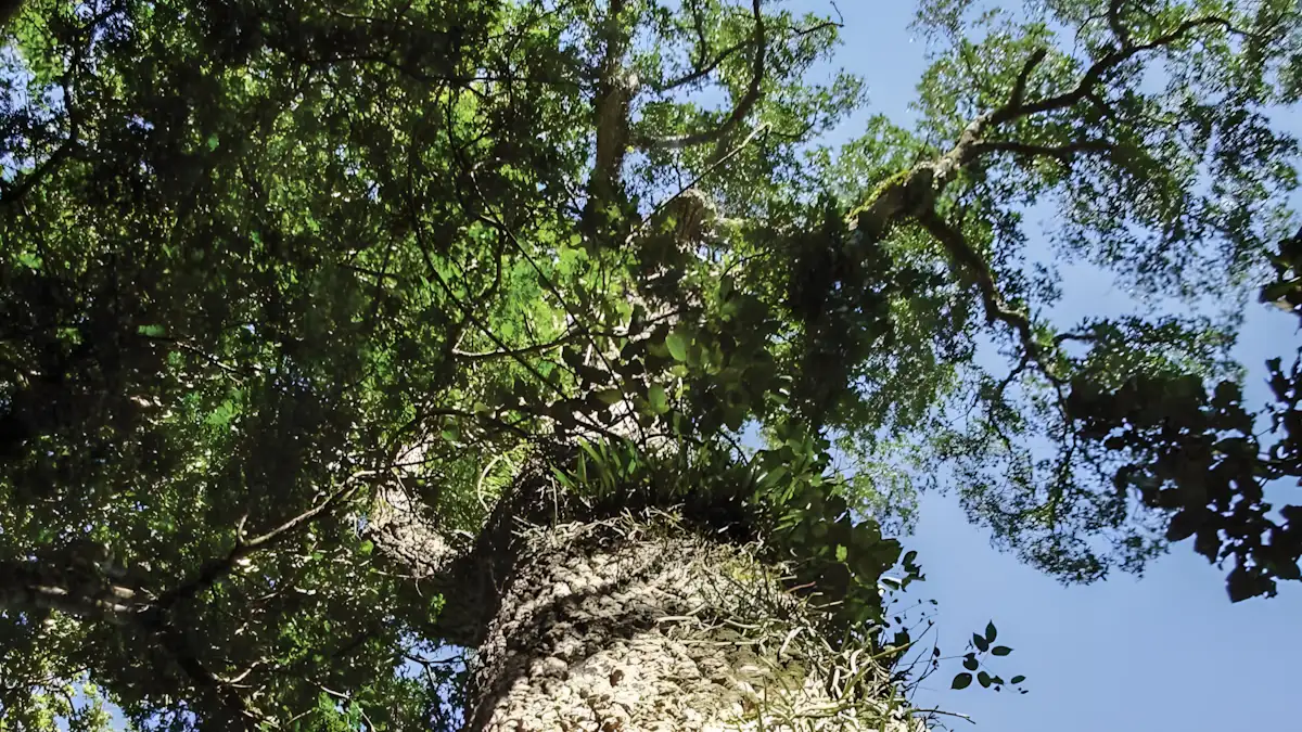 peroba-rosa 5 Árvores Gigantes do Brasil que Parecem Monumentos Vivos