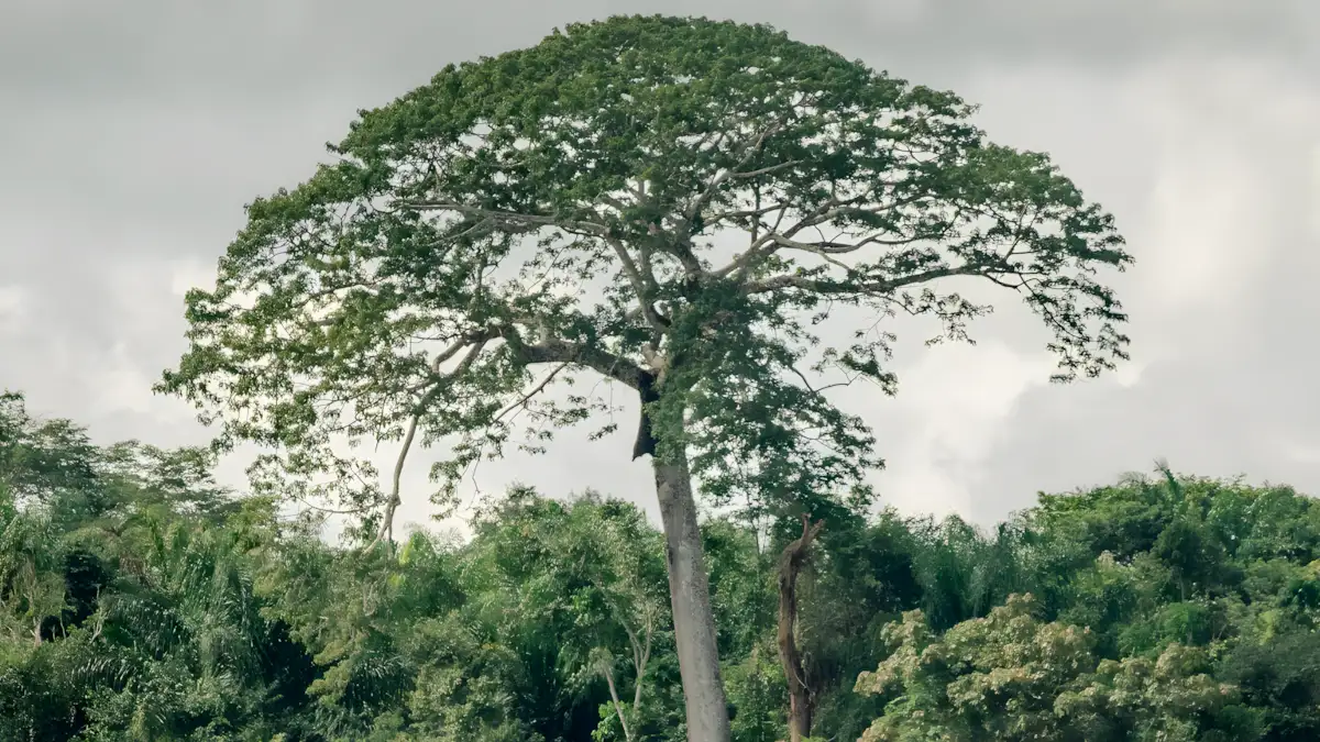 sumauma 5 Árvores Gigantes do Brasil que Parecem Monumentos Vivos
